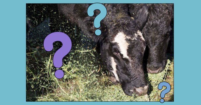 草飼牛肉更好嗎？
| mtgamer.com